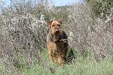 AIREDALE TERRIER 120